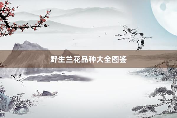 野生兰花品种大全图鉴