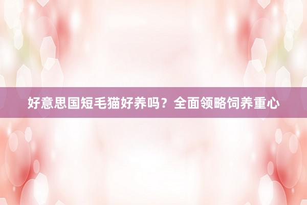 好意思国短毛猫好养吗?全面领略饲养重心